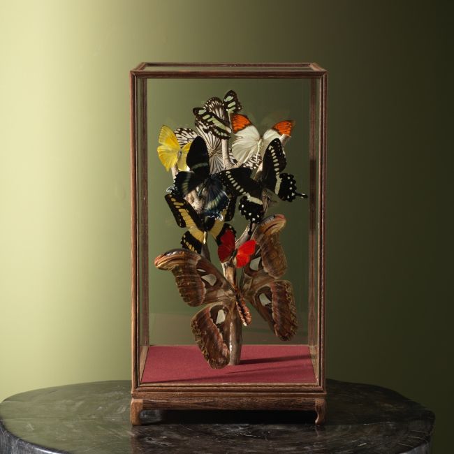 4247 Vlinders in Vitrine