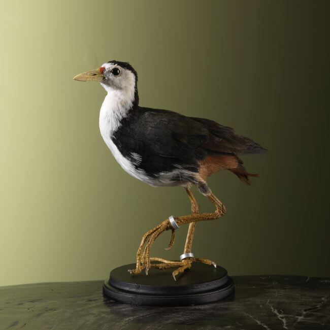 4262 Witborstwaterhoen