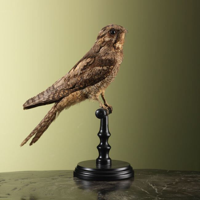 4281 Nachtzwaluw Antiek