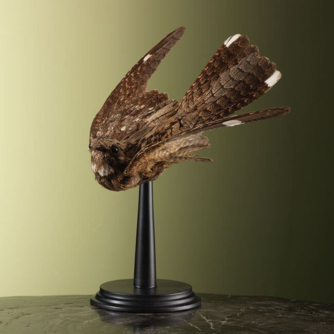 4282 Nachtzwaluw Antiek