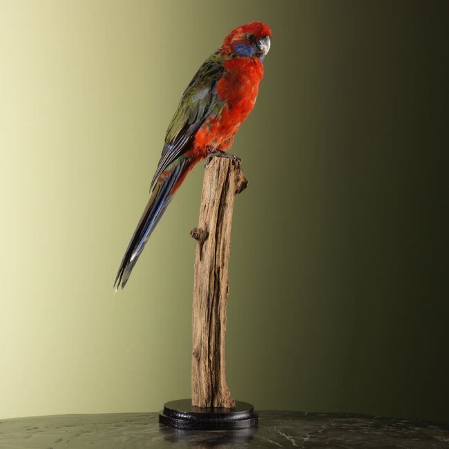 4288 Pennantrosella Parkiet