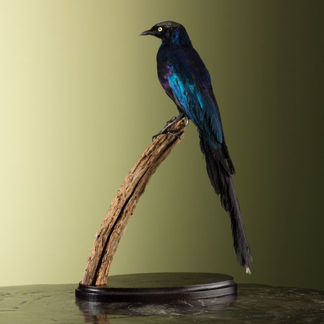 4300 Groene Langstaartspreeuw