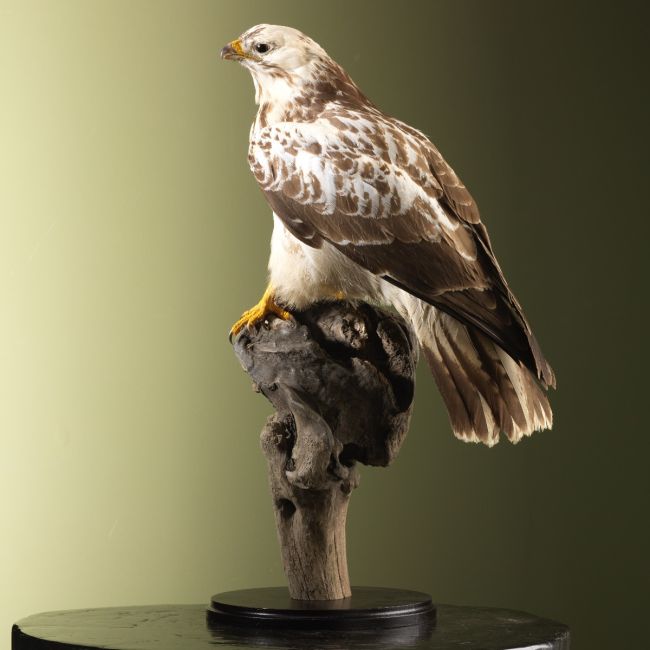 4330 Buizerd half wit