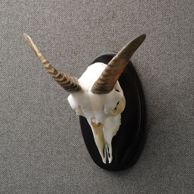 4408 Moeflon Schedel