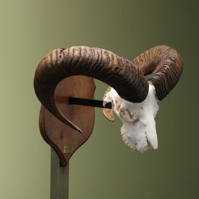 4410 Moeflon Schedel