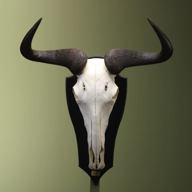 4416 Blauwe Gnoe Schedel