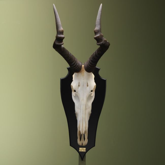 4417 Hartenbeest Schedel