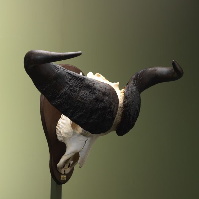 4418 Kafferbuffel Schedel