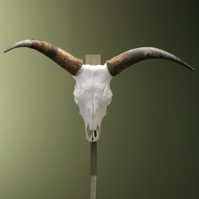 4419 Hongaarse Steppenrund Schedel