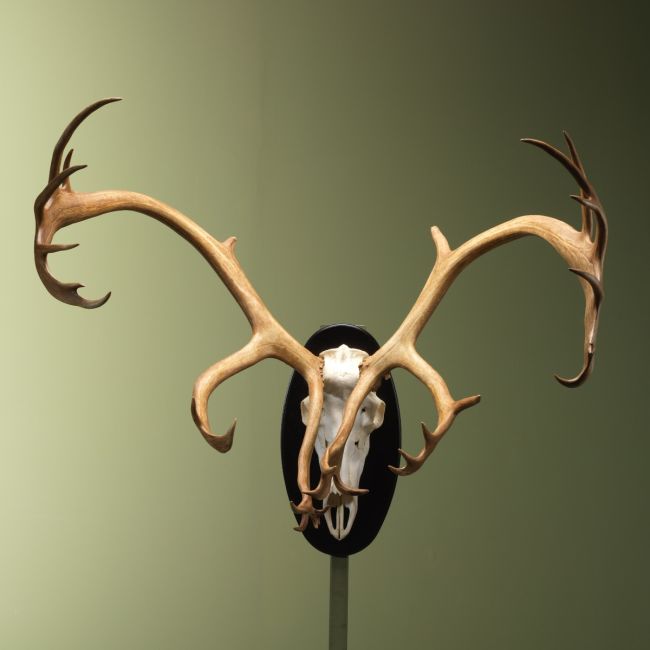 4424 Rendier Kariboe Gewei