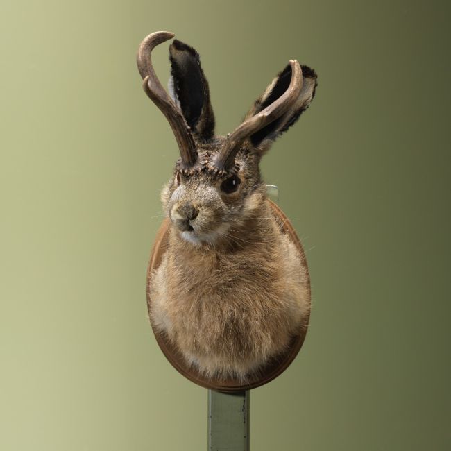 4431 Knert - Jackalope