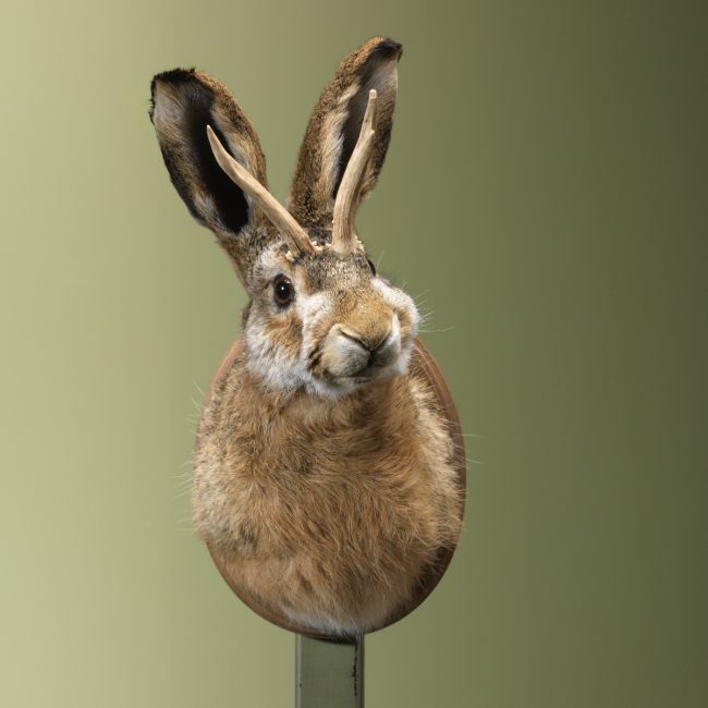 4432  Knert - Jackalope