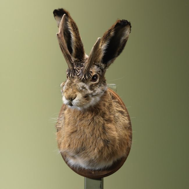 4433 Knert - Jackalope