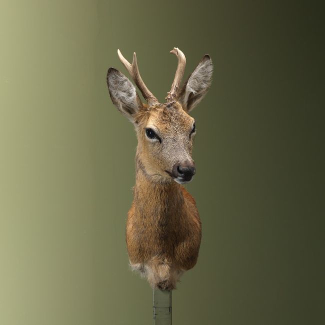 4450 Reebok Zomervacht