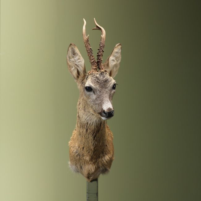 4451 Reebok Zomervacht