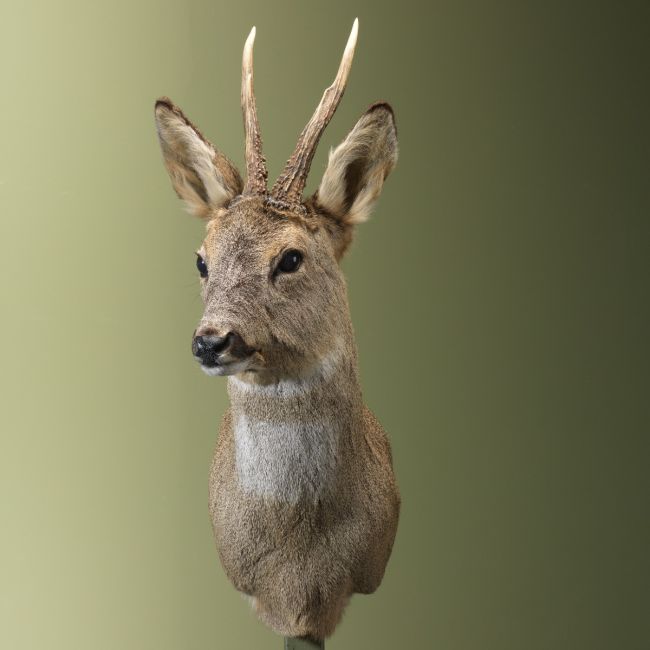 4452 Reebok Wintervacht