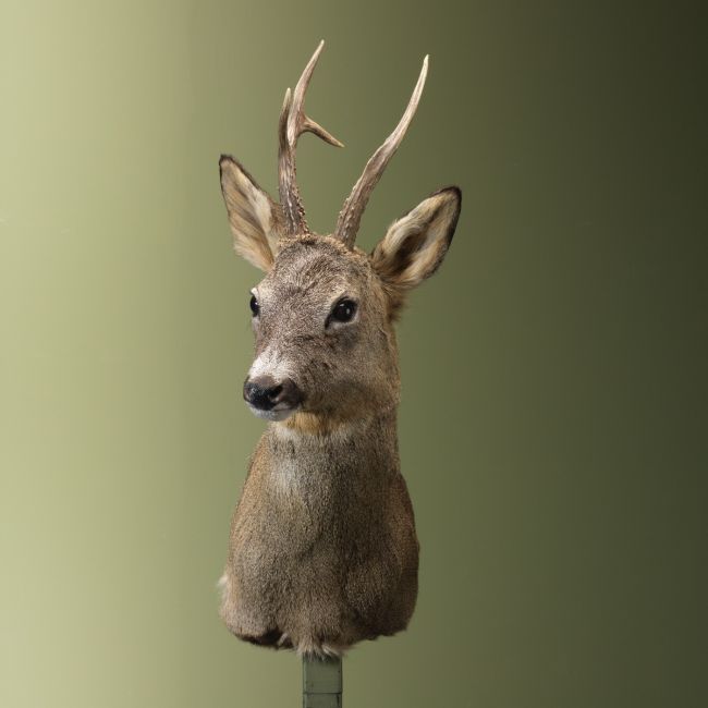 4453 Reebok Wintervacht