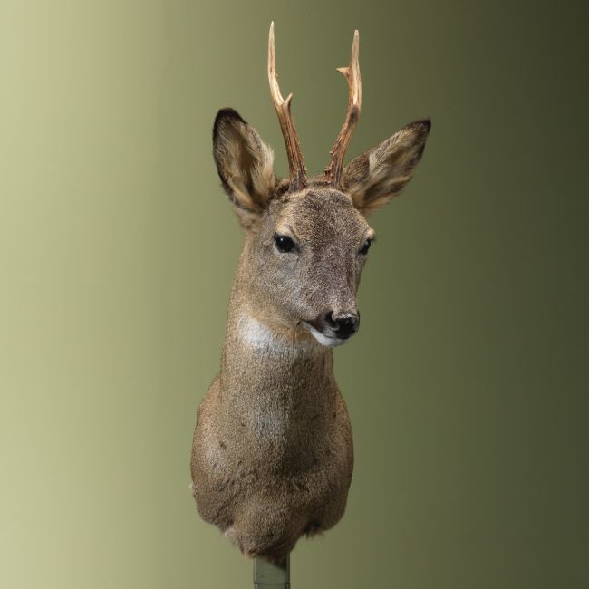 4454 Reebok Wintervacht