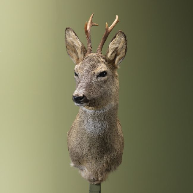 4455 Reebok Wintervacht