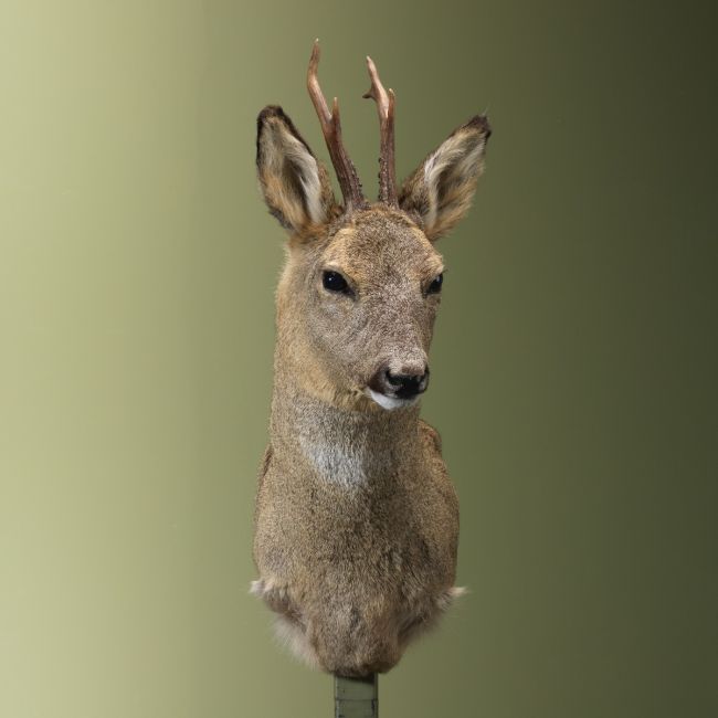 4456 Reebok Wintervacht