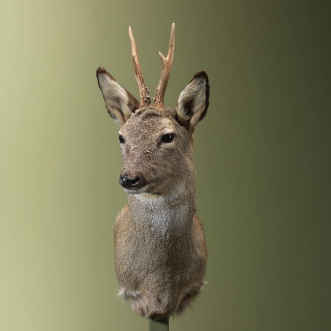 4457 Reebok Wintervacht