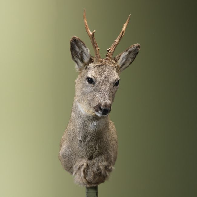 4458 Reebok Wintervacht