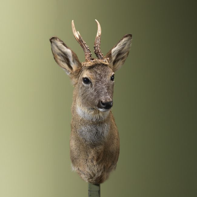 4459 Reebok Wintervacht