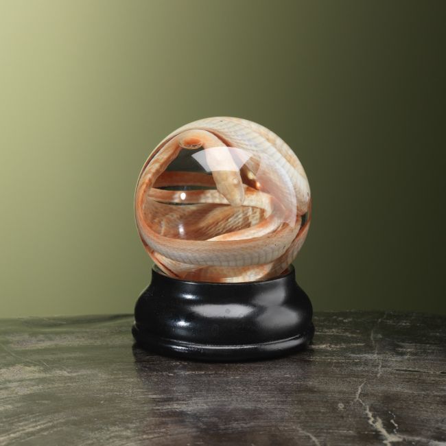 4471 Slang op Sterk Water