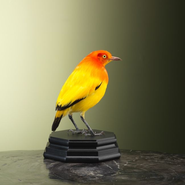 4478 Oranje Prieelvogel