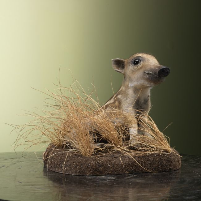 4480 Wild Zwijn Jong Frisling