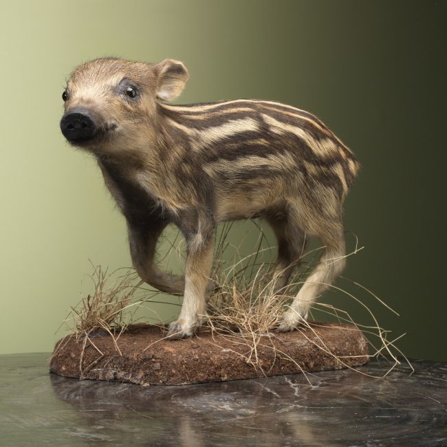 4483 Wild Zwijn Jong Frisling