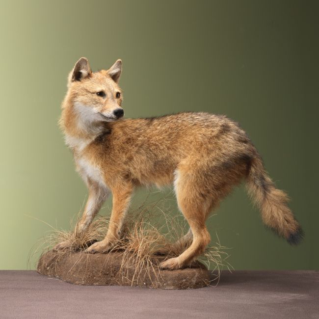 4484 Goudjakhals Jong