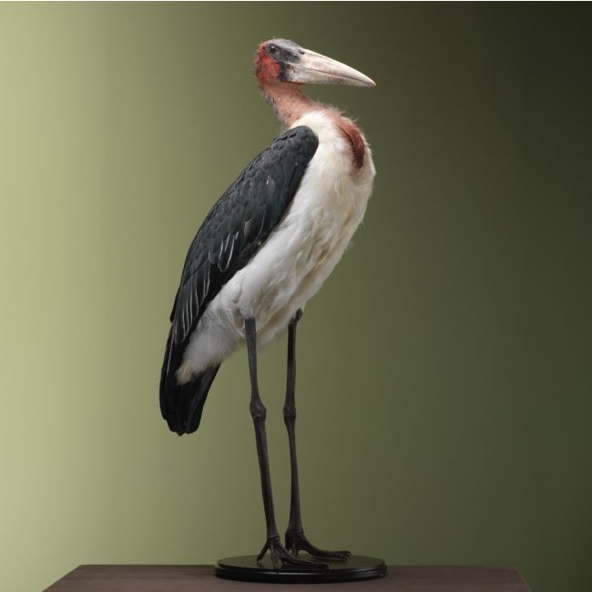 4495 Afrikaanse Maraboe