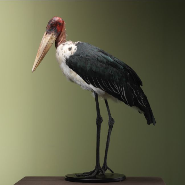 4496 Afrikaanse Maraboe