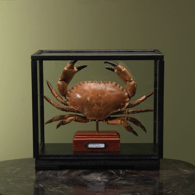 4110 Noordzeekrab in Vitrine