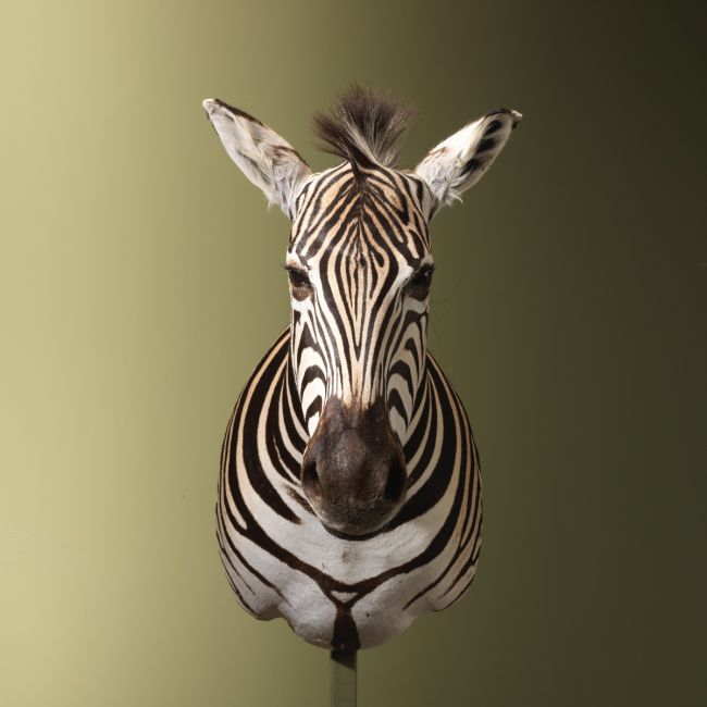 4583 Zebra