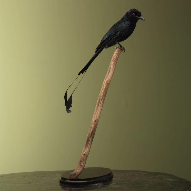 4711 Spateldrongo