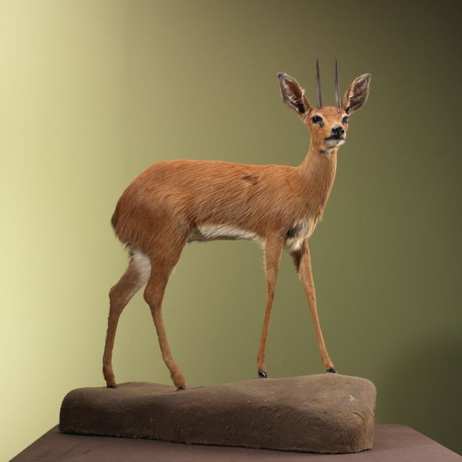 4727 Steenbokantilope