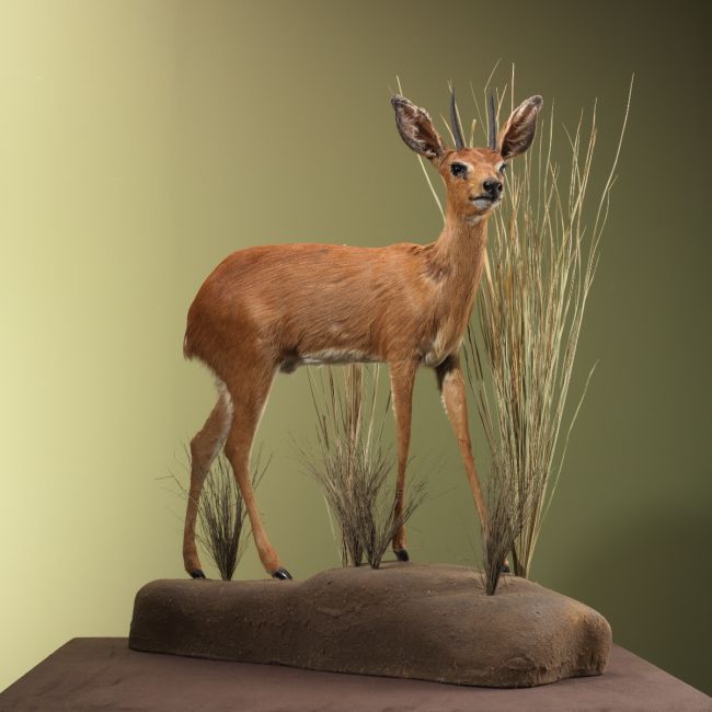4728 Steenbokantilope