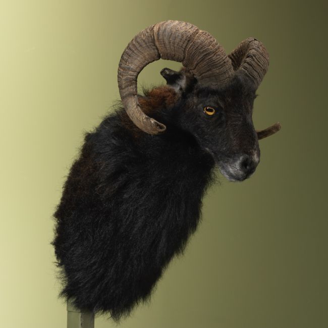 4776 Schaap