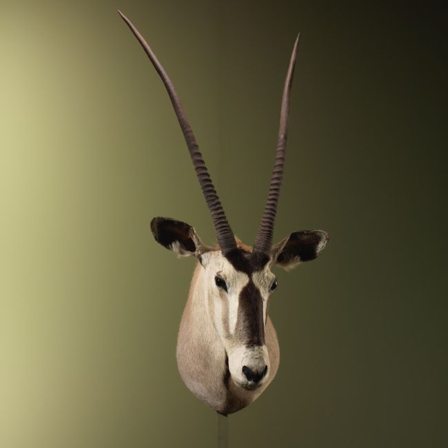 4783 Oryx Gemsbok Vintage