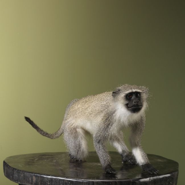 4794 Vervet Aap