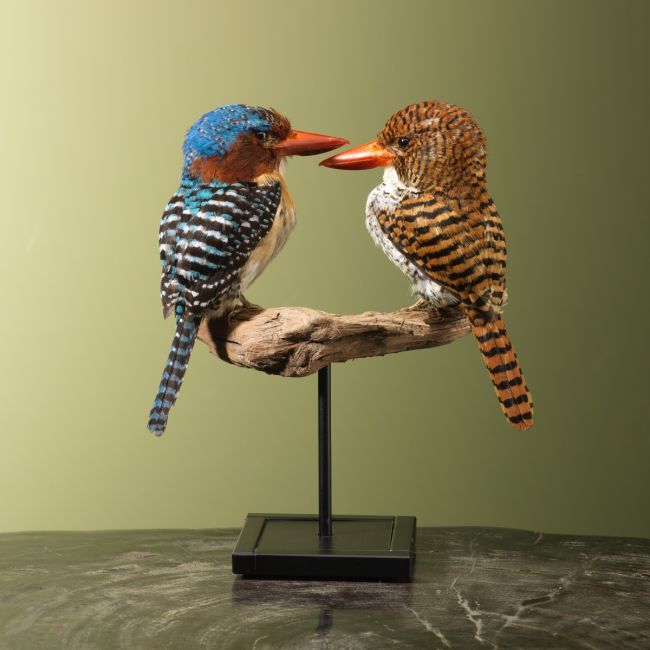 4808 Zebra-IJsvogel Koppel