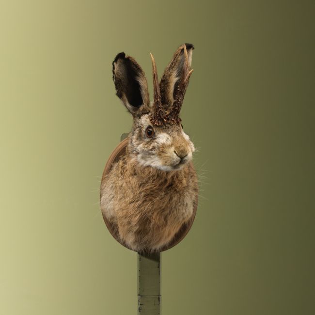 4857 Knert Jackalope