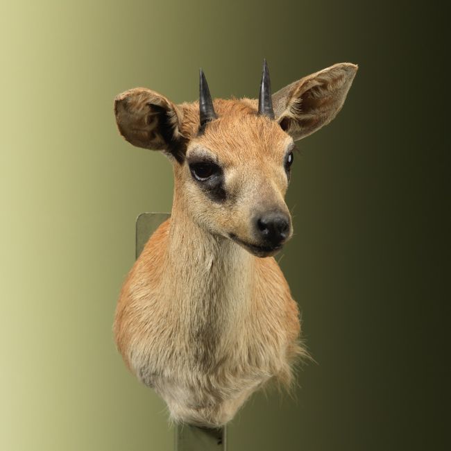 4867 Antilope