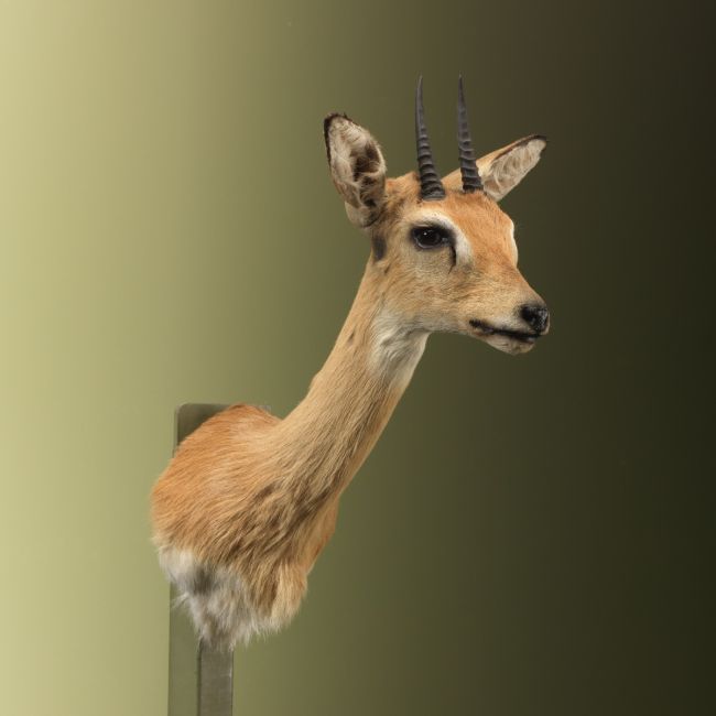 4868 Oribi Antilope