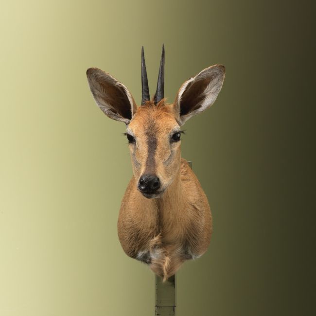 4869 Duiker