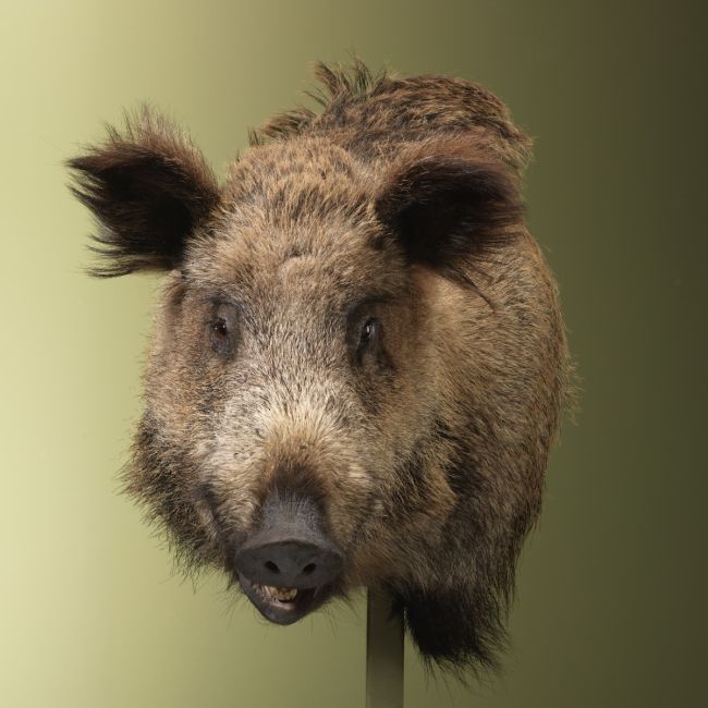 4878 Wild Zwijn Groot Offset