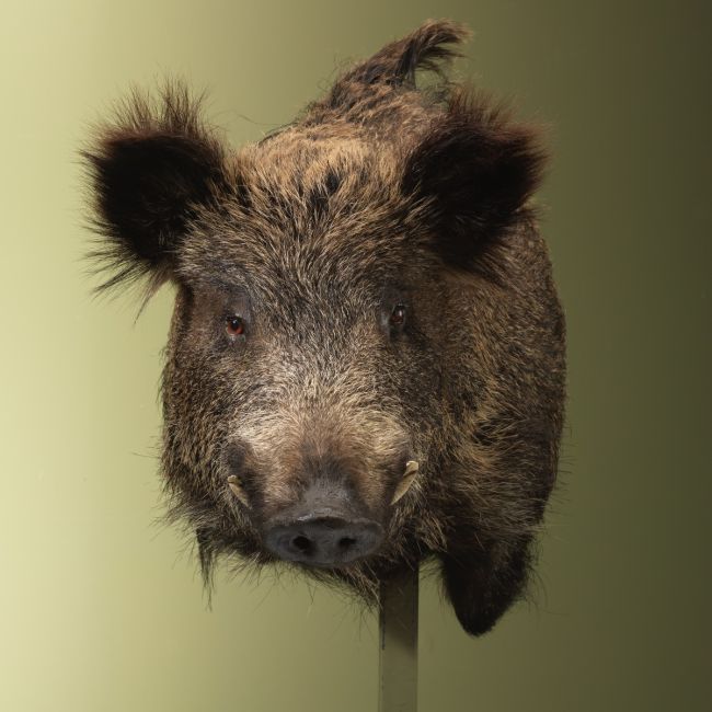 4883 Wild Zwijn Groot Offset