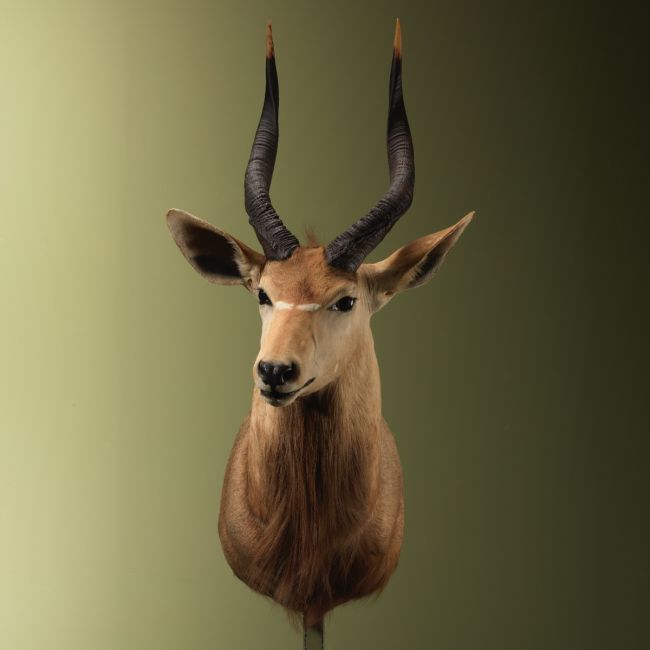 4888 Nyala